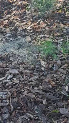 Lawn & Beyond Landscape Solutions Logo