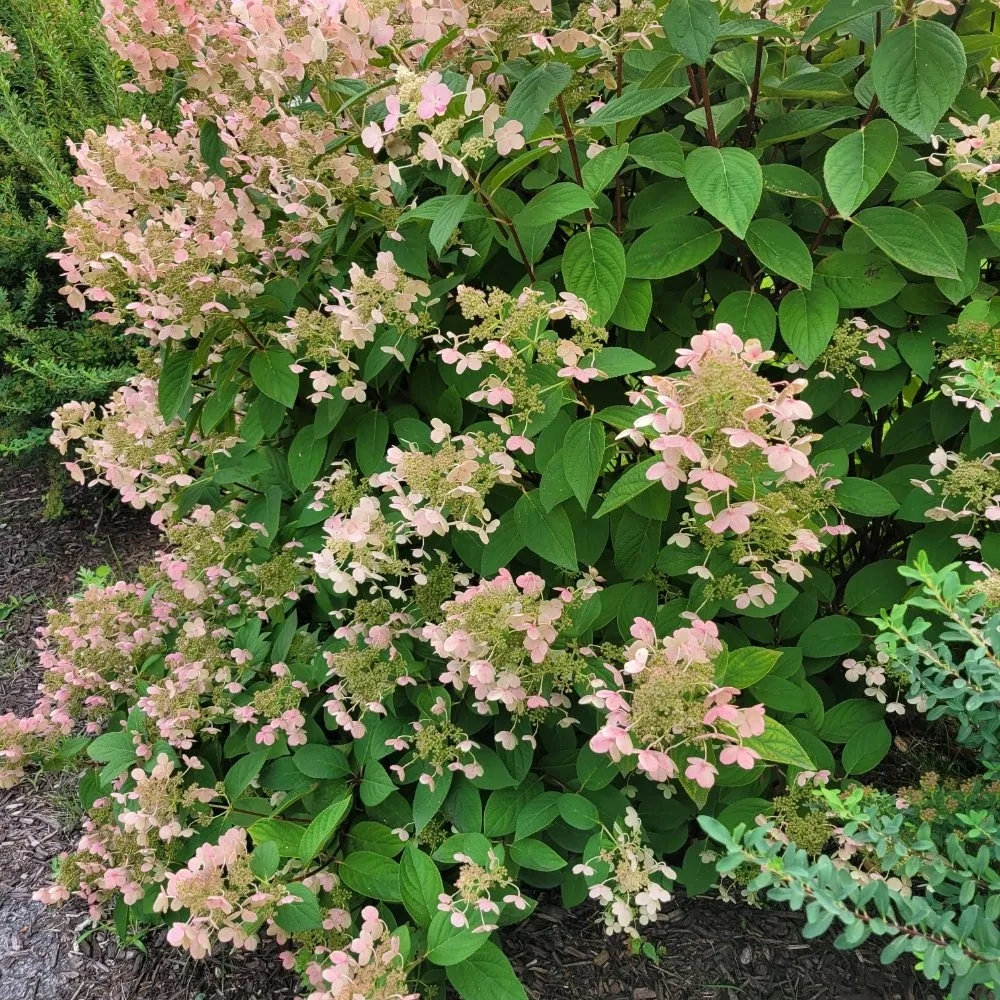 Local lawn care service in Boston, MA - Lawn & Beyond Organic Landscaping