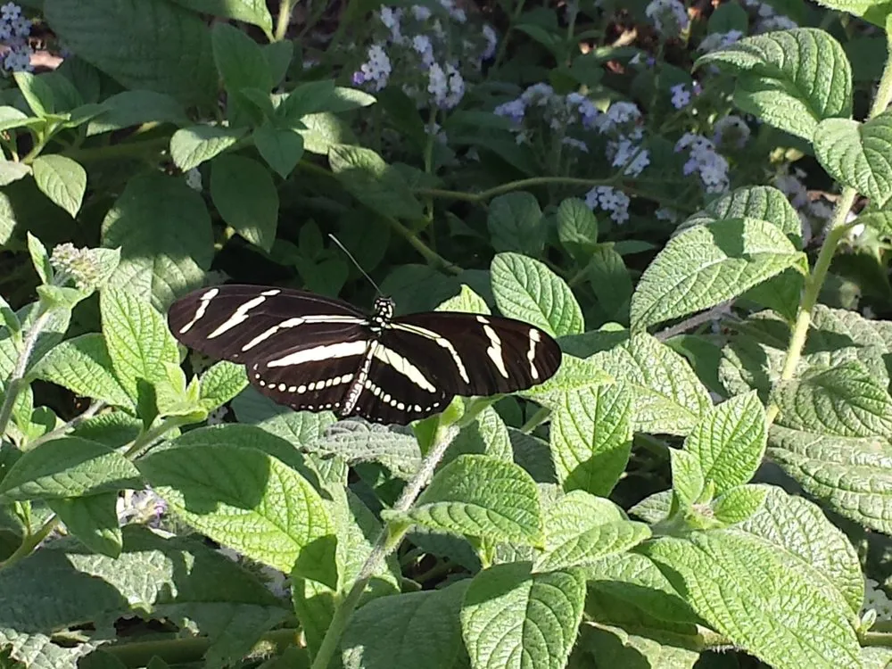 Reliable outdoor landscaping for homes across Arvada, CO - Lawn & Garden Service