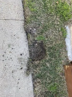 Lawn & Landcare Logo