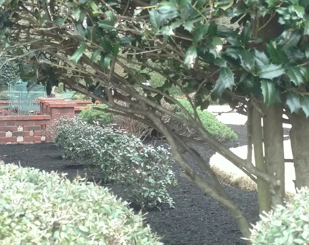 Affordable yard cleanup service in Jackson, TN - Lawn & Leaf Solutions