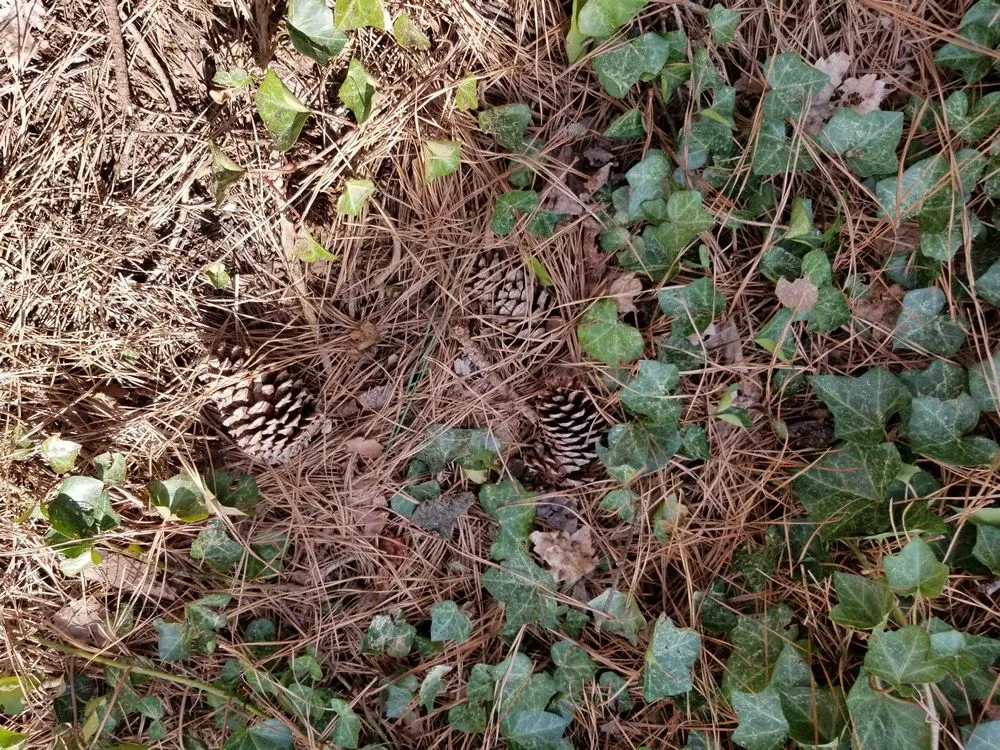 Reliable lawn mowing service with custom design in Cary, NC by Lawn & Order Landscaping