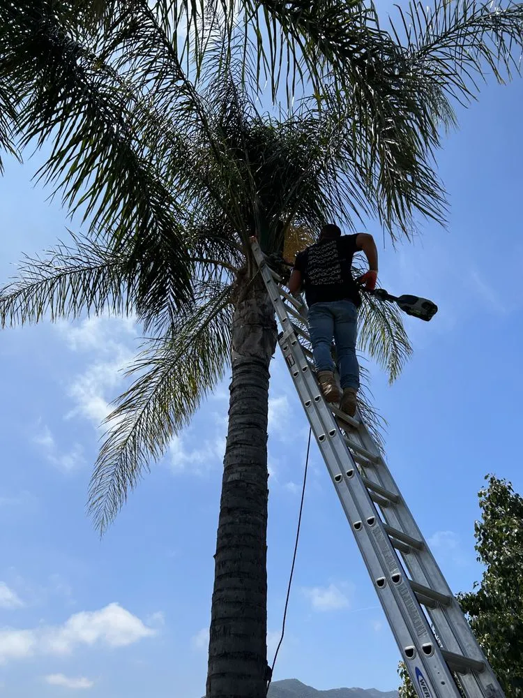 Affordable residential landscaping experts serving Corona, CA - Lawn & Order Lawncare/Exterior Services