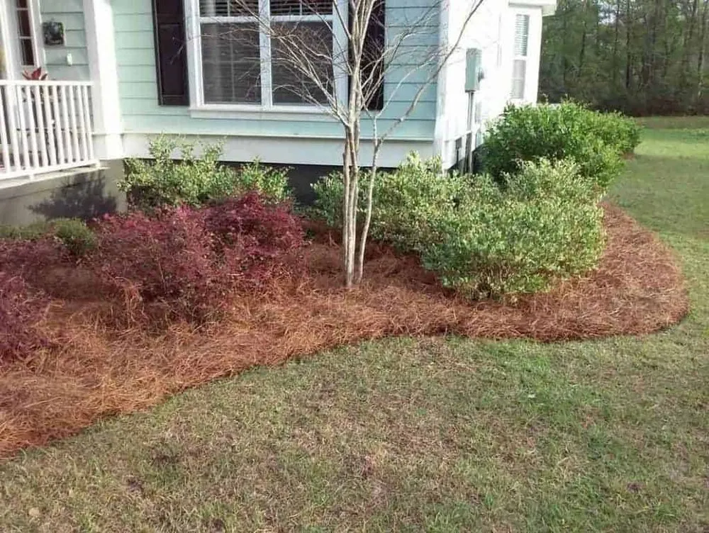 Expert landscaping services for homes across Madison, MS - Lawn & Order