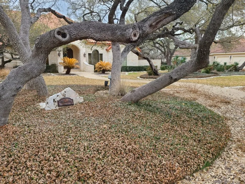 Top-rated residential landscaping in San Antonio, TX - Lawn & Tree Brothers