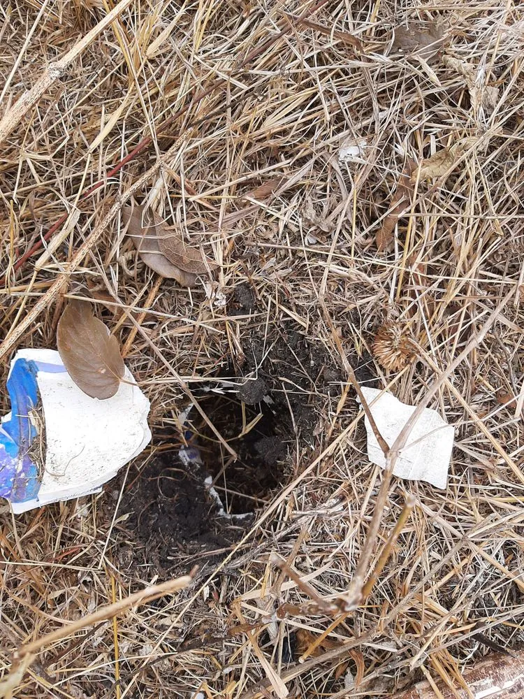 Affordable residential landscaping in San Antonio, TX - Lawn & Tree Brothers