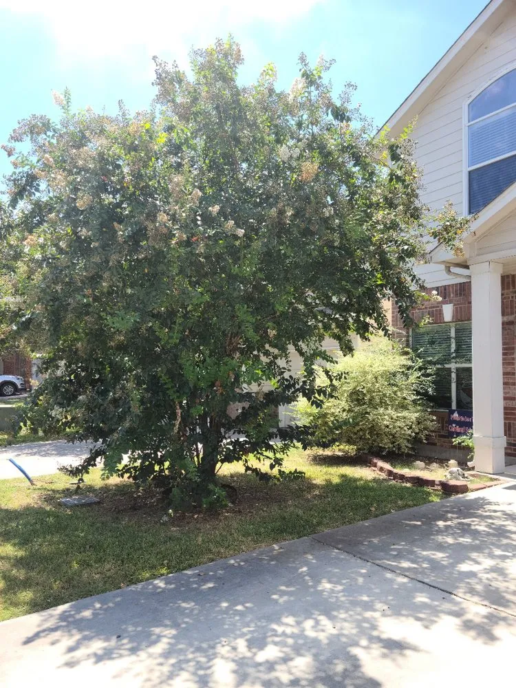 Custom landscape design experts serving San Antonio, TX - Lawn & Tree Brothers