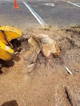 Reliable landscape installation experts serving Pinellas Park, FL - Lawn & Tree Salon