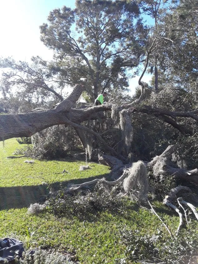 Affordable landscape design in Pinellas Park, FL by Lawn & Tree Salon