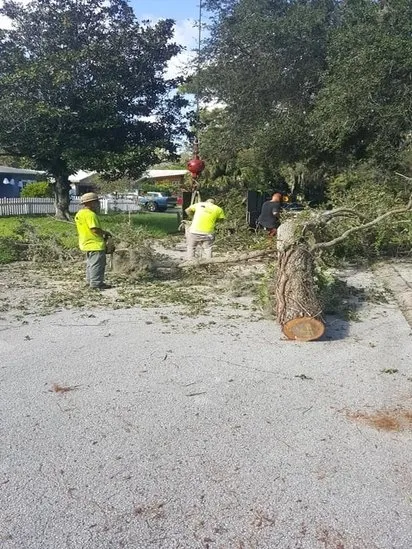 Top-rated yard maintenance experts serving Pinellas Park, FL - Lawn & Tree Salon