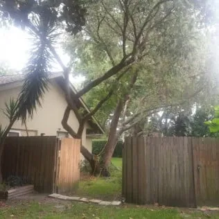 Reliable yard cleanup service in Pinellas Park, FL by Lawn & Tree Salon