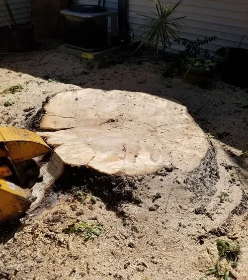 Expert landscaping services experts serving Pinellas Park, FL - Lawn & Tree Salon