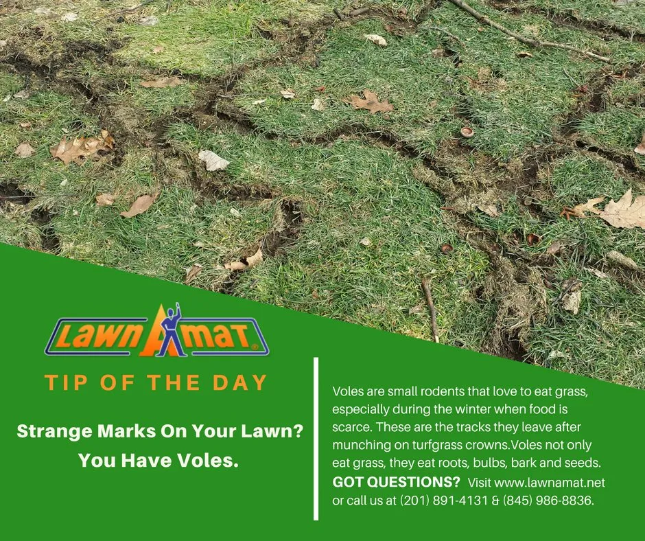 Custom lawn mowing service for residential properties across Hillsdale, NJ - Lawn-A-Mat of Franklin Lakes
