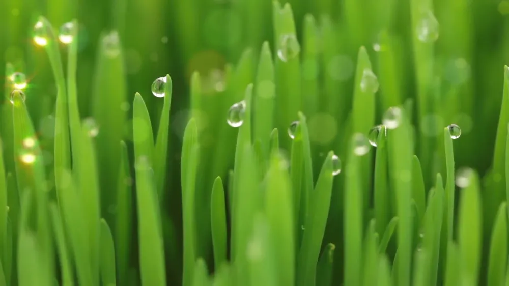 Professional yard maintenance in Warwick, NY - Lawn A Mat