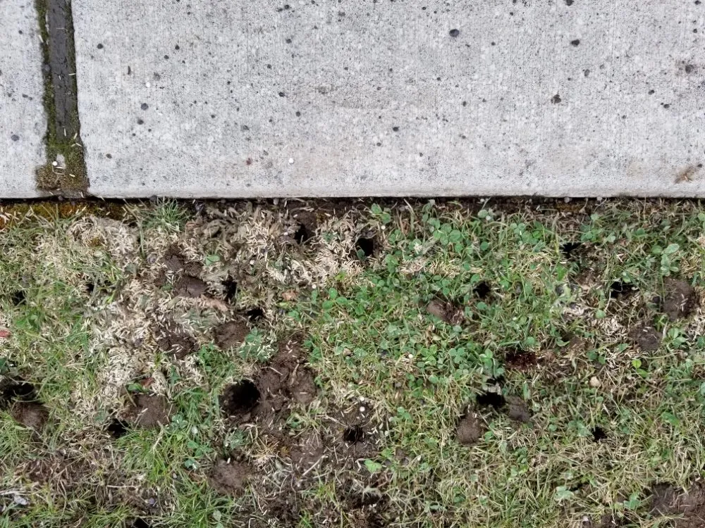 Expert landscaping services in Lake Stevens, WA - Lawn Aerations Plus