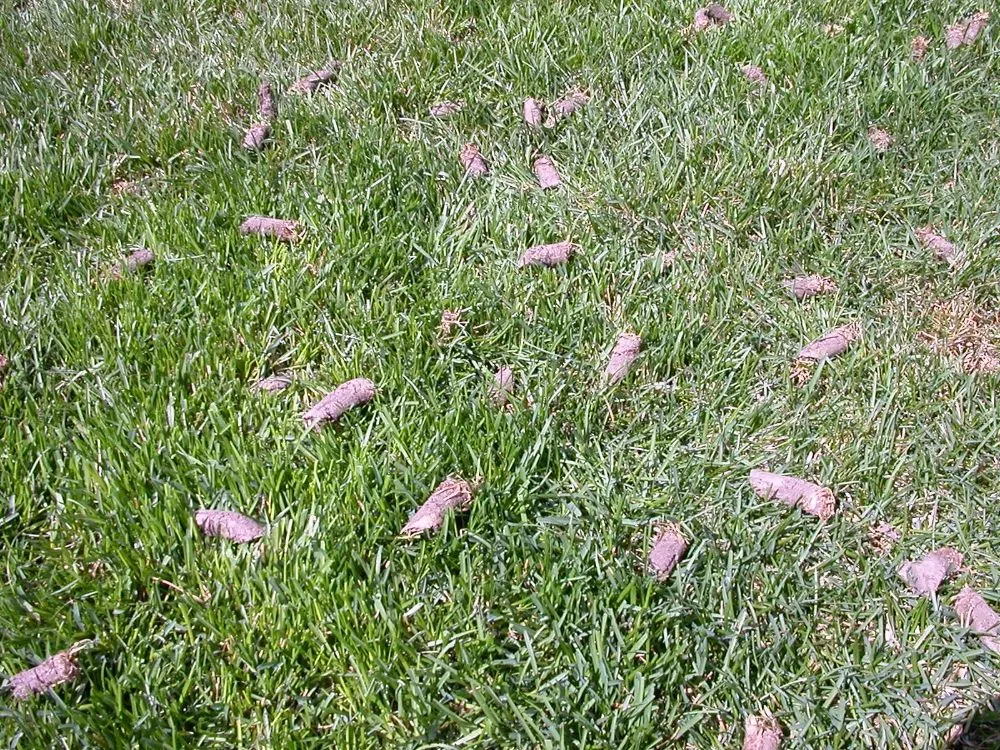 Trusted yard maintenance for beautiful yards across Lake Stevens, WA - Lawn Aerations Plus