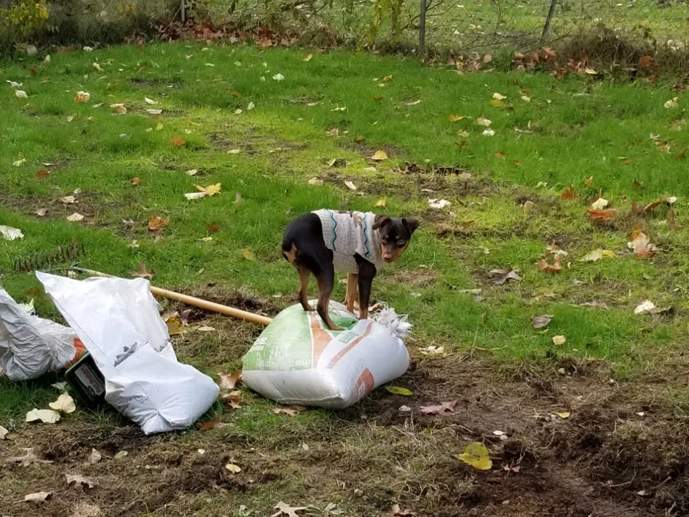 Professional residential landscaping experts serving Lake Stevens, WA - Lawn Aerations Plus