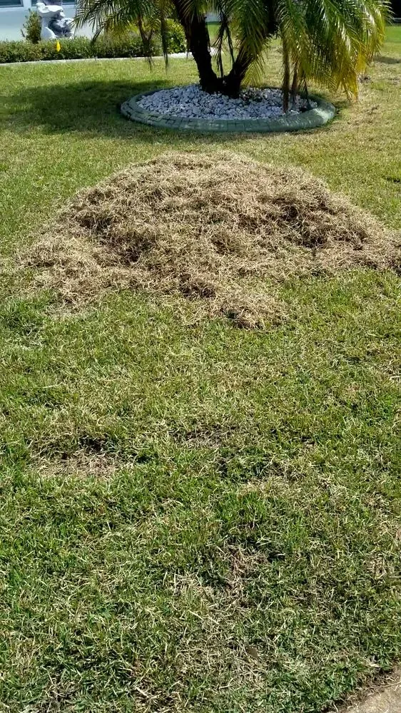 Top-rated landscape design in Clermont, FL by Lawn Aerations Pro