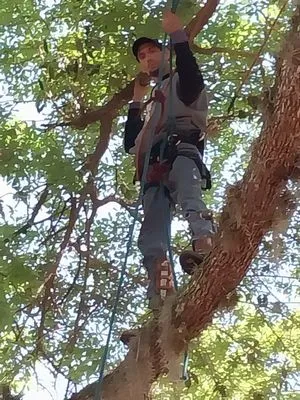 Lawn An Order Tree In Lawn Care Logo