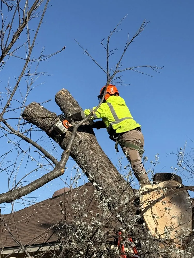 Custom landscaping services in Dallas, TX by Lawn and Go