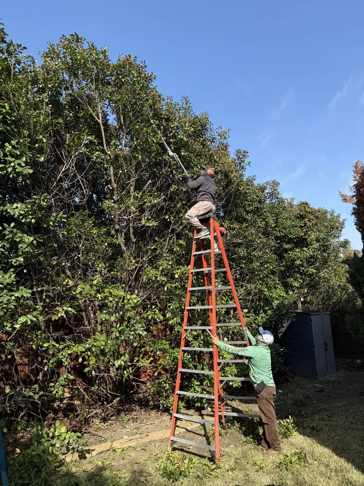 Expert landscape design for outdoor upgrades across Dallas, TX - Lawn and Go