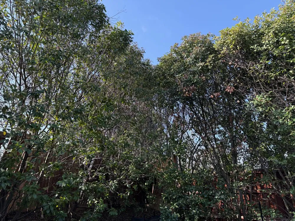 Custom landscape design experts serving Dallas, TX - Lawn and Go