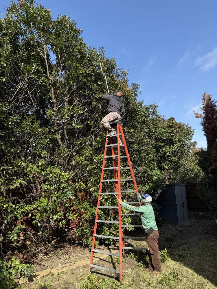 Trusted landscape design in Dallas, TX - Lawn and Go