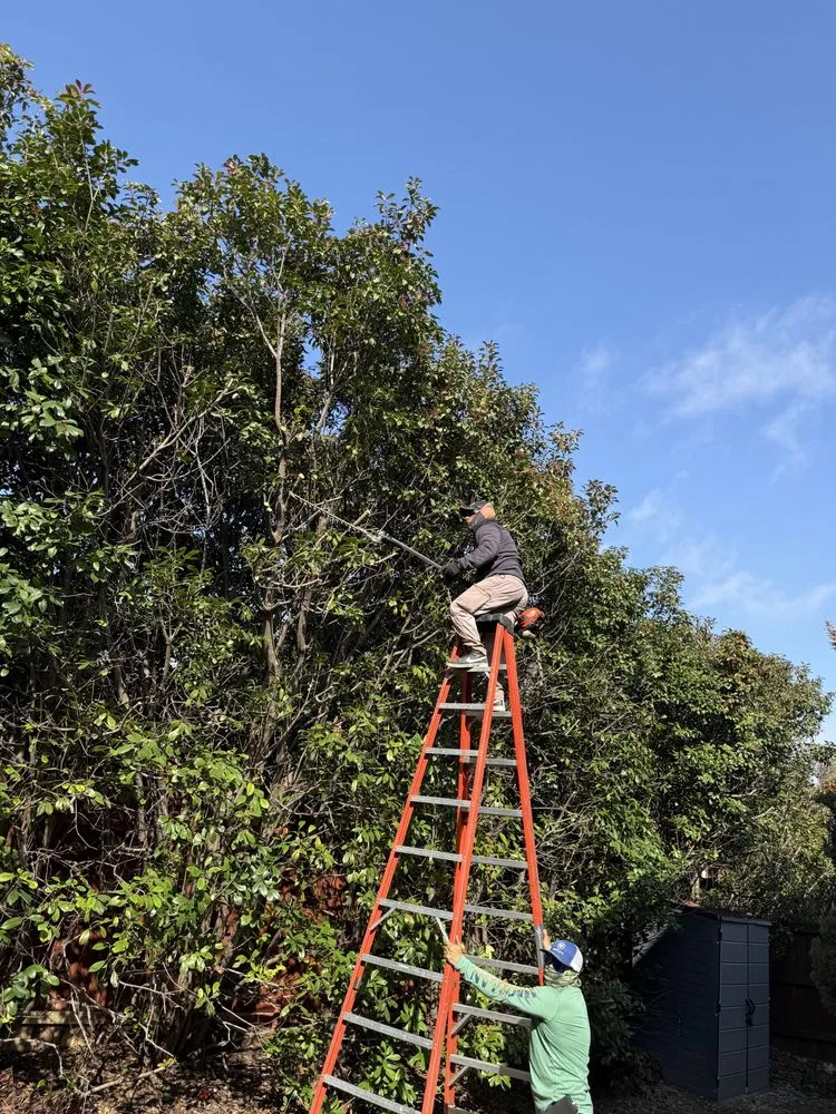 Professional landscape installation for outdoor upgrades across Dallas, TX - Lawn and Go