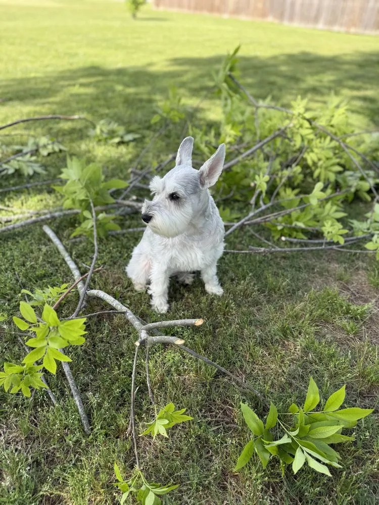 Local outdoor landscaping in Sherwood, AR - Lawn and Gutter Lawncare