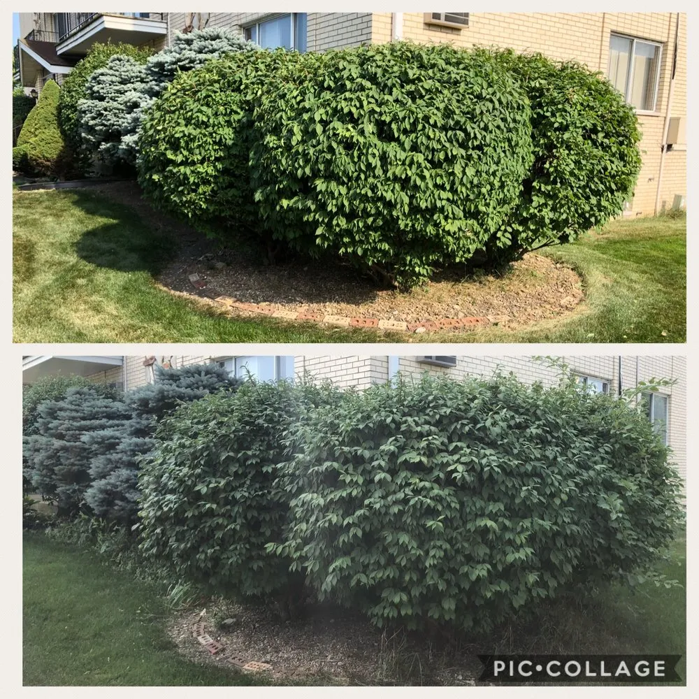 Trusted lawn care service for residential properties across Oak Lawn, IL - Lawn and Maintenance