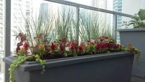 Local garden landscaping in Oak Lawn, IL - Lawn and Maintenance