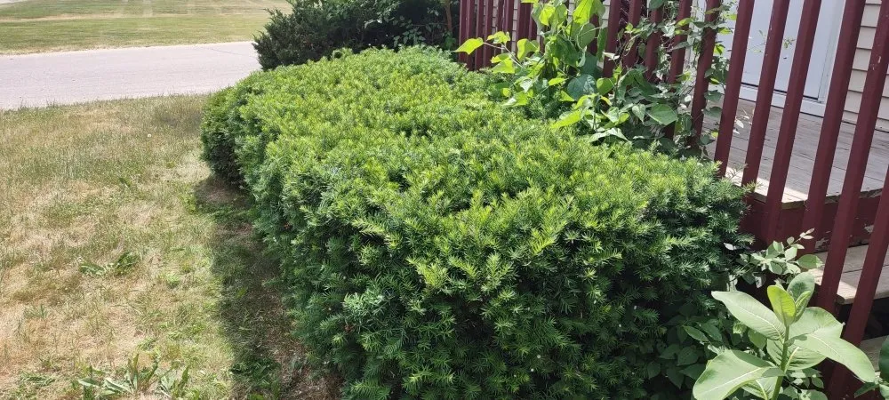 Expert yard maintenance experts serving Winona, MN - Lawn and Oder