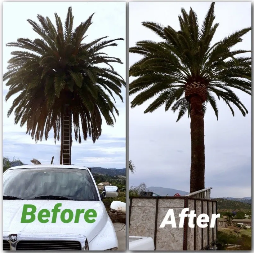 Expert yard cleanup service in El Cajon, CA - Lawn and Order