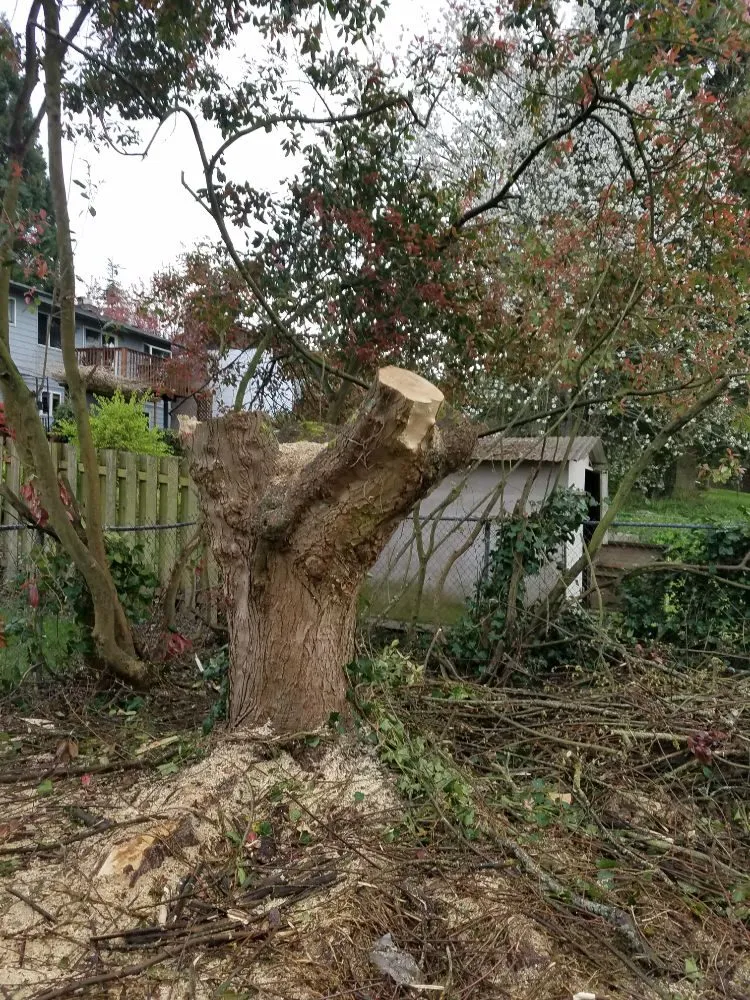 Affordable residential landscaping for beautiful yards in Lacey, WA by Lawn and Order