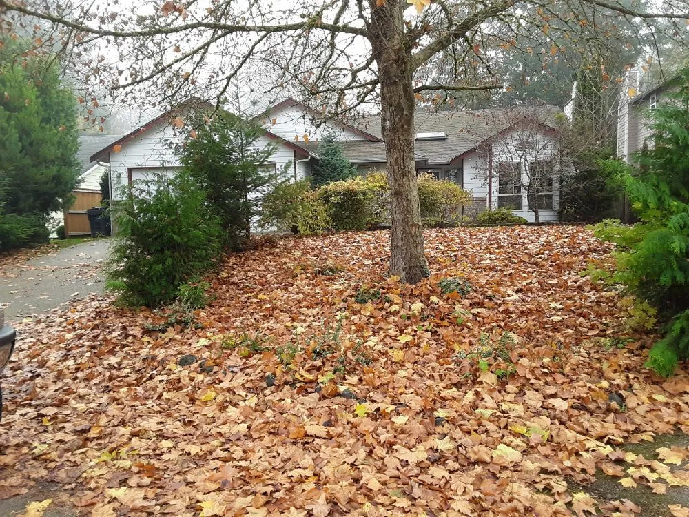 Top-rated garden landscaping in Lacey, WA by Lawn and Order