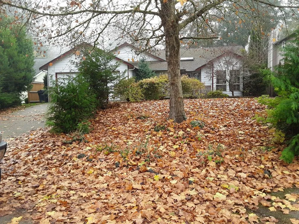 Trusted outdoor landscaping for homes in Lacey, WA by Lawn and Order