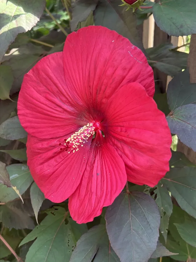 Custom yard maintenance experts serving Hazel Park, MI - Lawn and order landscaping