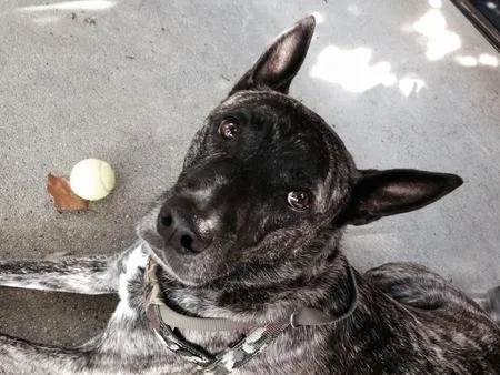 Trusted landscaping services in Virginia Beach, VA - Lawn and Order Landscaping