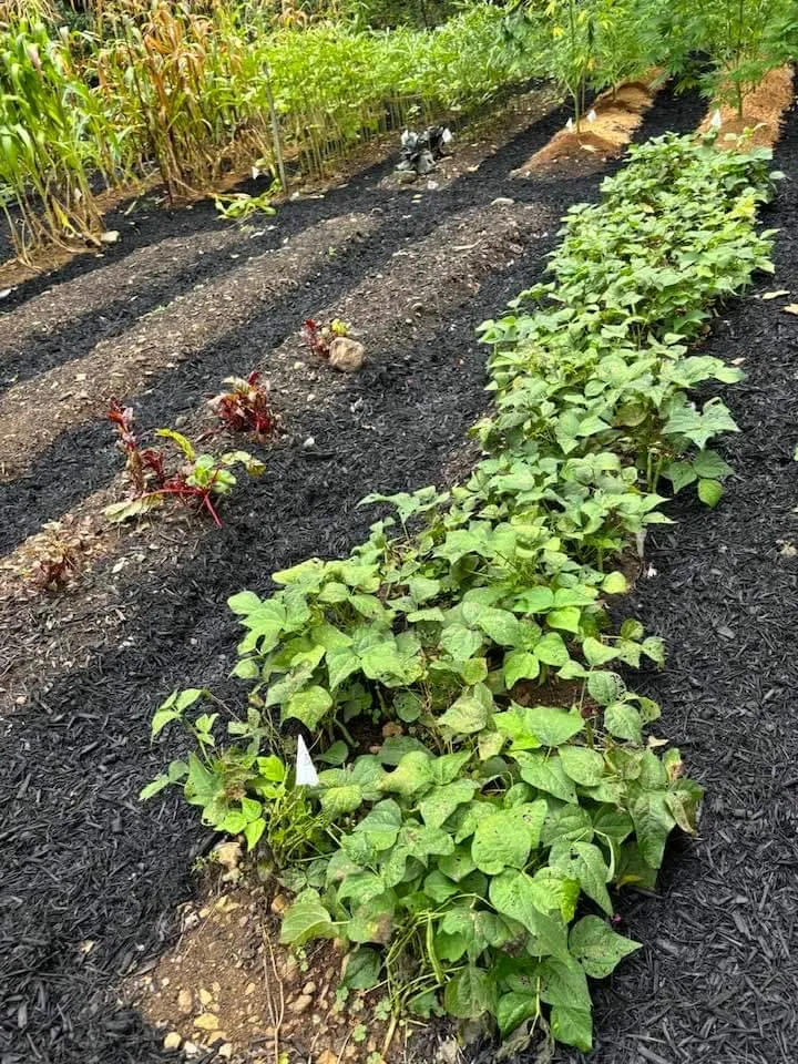 Expert landscape design in Strasburg, VA - Lawn And Order