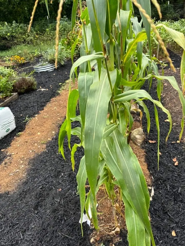 Top-rated landscape design in Strasburg, VA by Lawn And Order