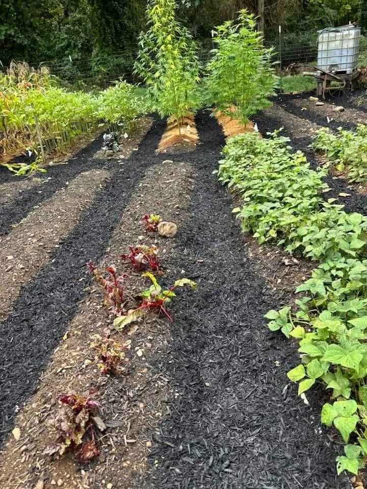 Affordable garden landscaping for beautiful yards in Strasburg, VA by Lawn And Order