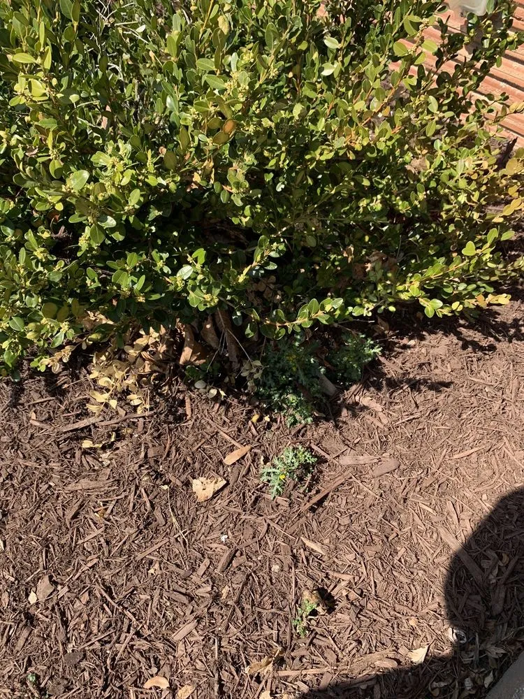 Local residential landscaping in Glendale, WI - Lawn and Snow Pros