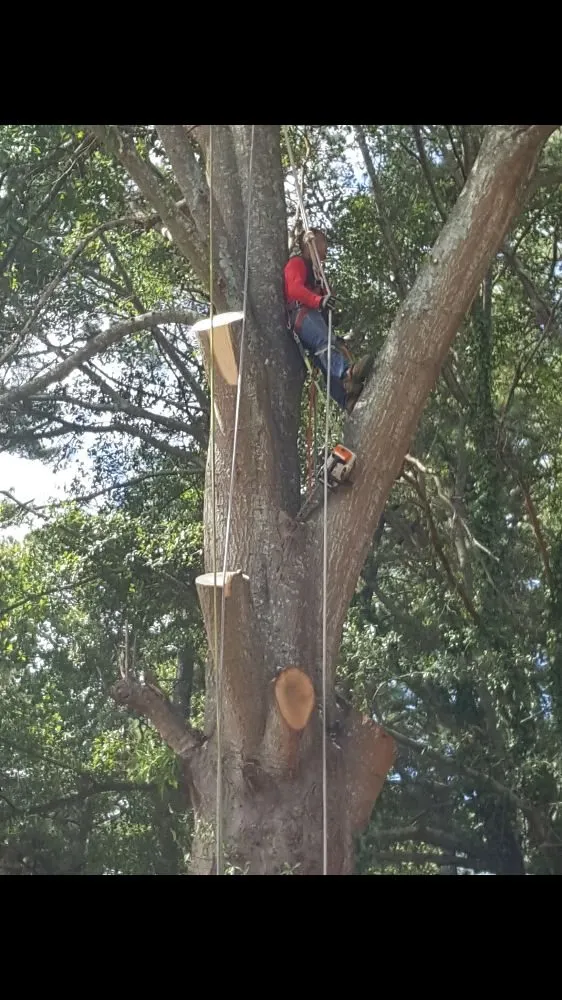 Professional lawn care service in Atlanta, GA - Lawn and Trees R Us