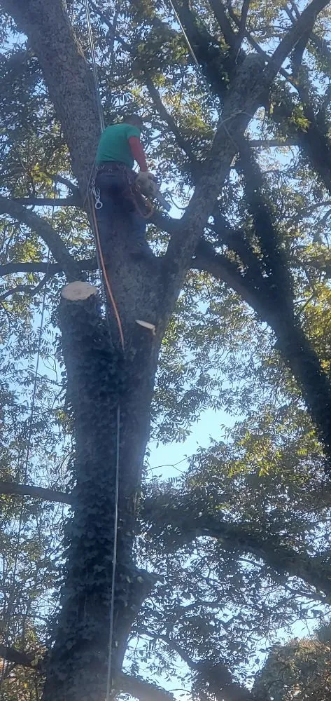 Reliable yard maintenance experts serving Atlanta, GA - Lawn and Trees R Us