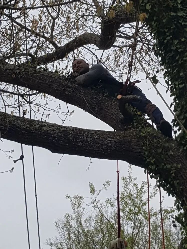 Custom yard cleanup service in Atlanta, GA by Lawn and Trees R Us