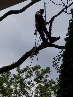 Lawn and Trees R Us Logo