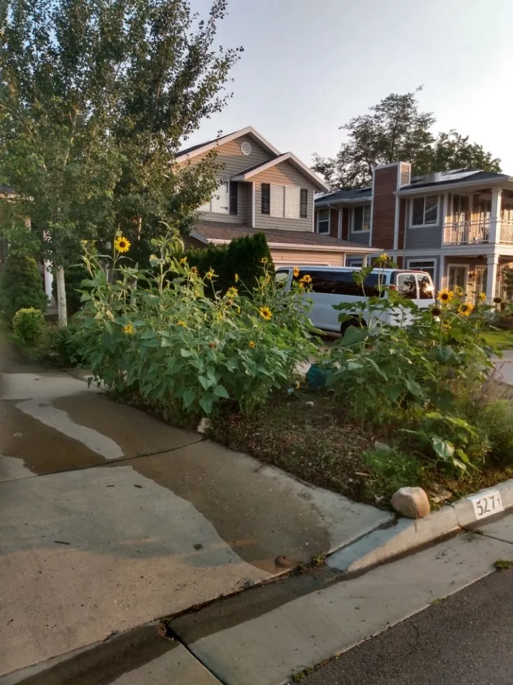 Expert yard maintenance for outdoor upgrades across MSC, UT - Lawn and Yard Enforcement