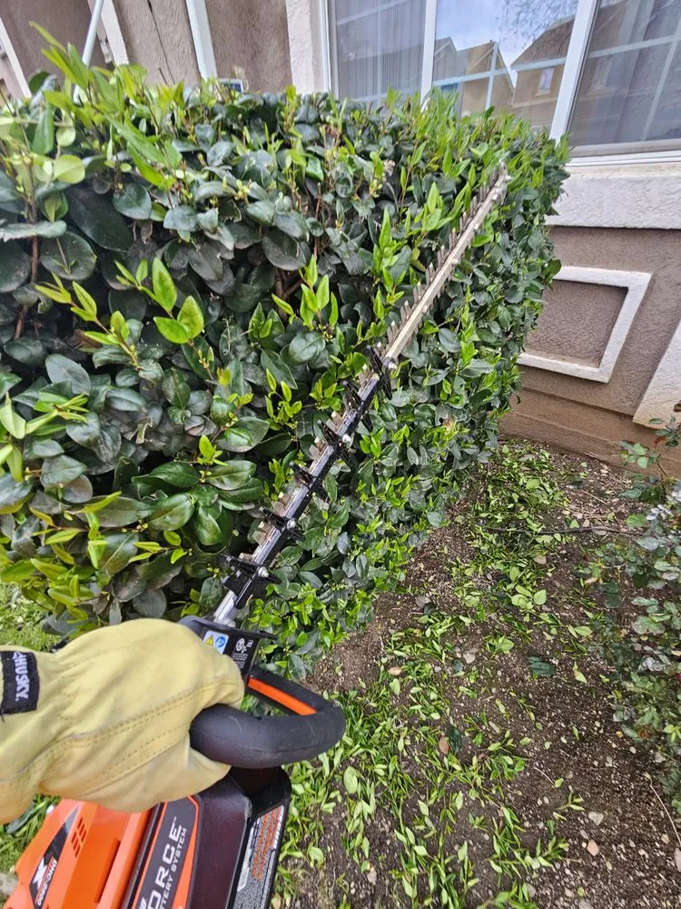 Local yard cleanup service in Tracy, CA by Lawn and Yard Solutions