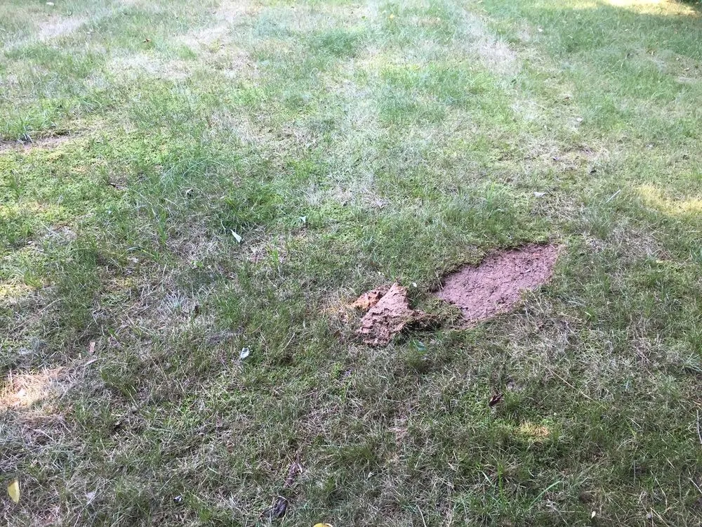 Professional lawn mowing service experts serving Atlanta, GA - Lawn