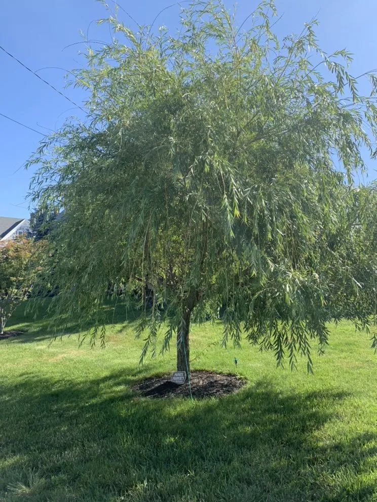 Top-rated residential landscaping near you in Dunellen, NJ by Lawn Barbers